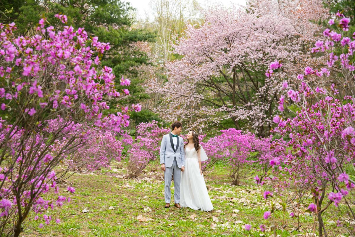 北海道の桜のシーズンはゴールデンウィーク頃になります。東京や関西からは1月半程度遅れるため、GWのちょっと長めの休みに合わせてご計画を立てると良いかとも思います。